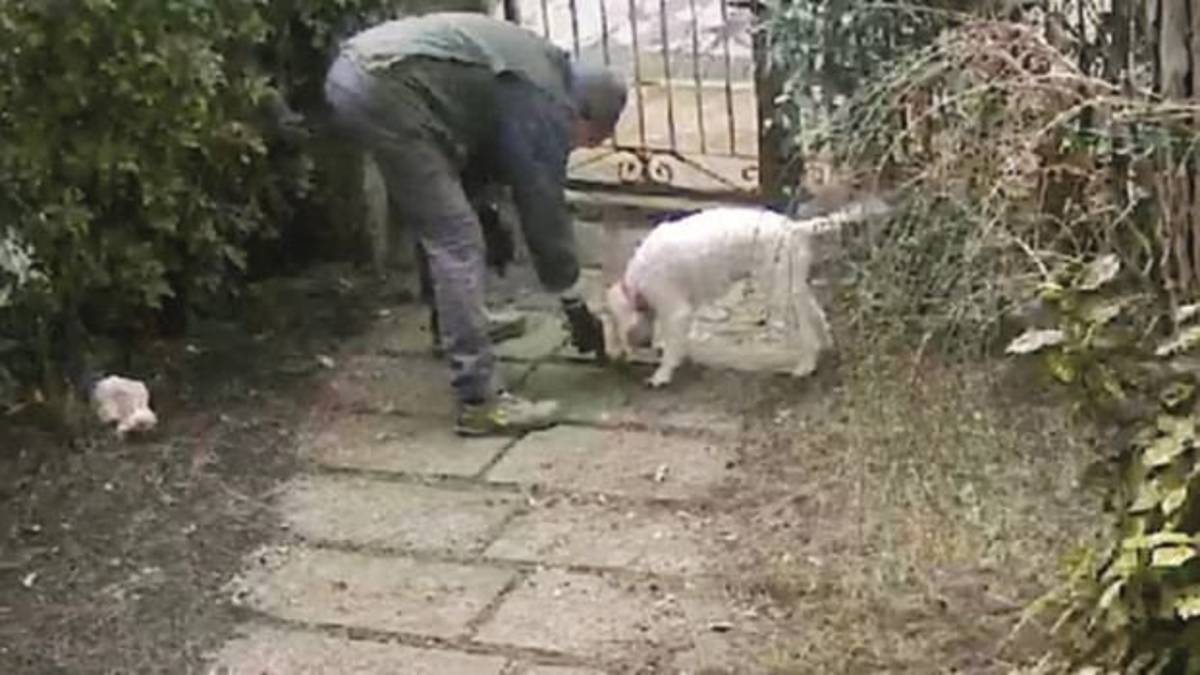 A caccia di tartufo coi cani nei cortili di Marina Romea, partite le prime denunce