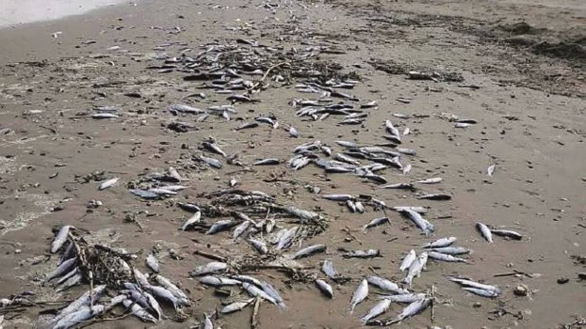 Strana morìa di cefali spiaggiati a centinaia lungo tutta la costa a Cattolica