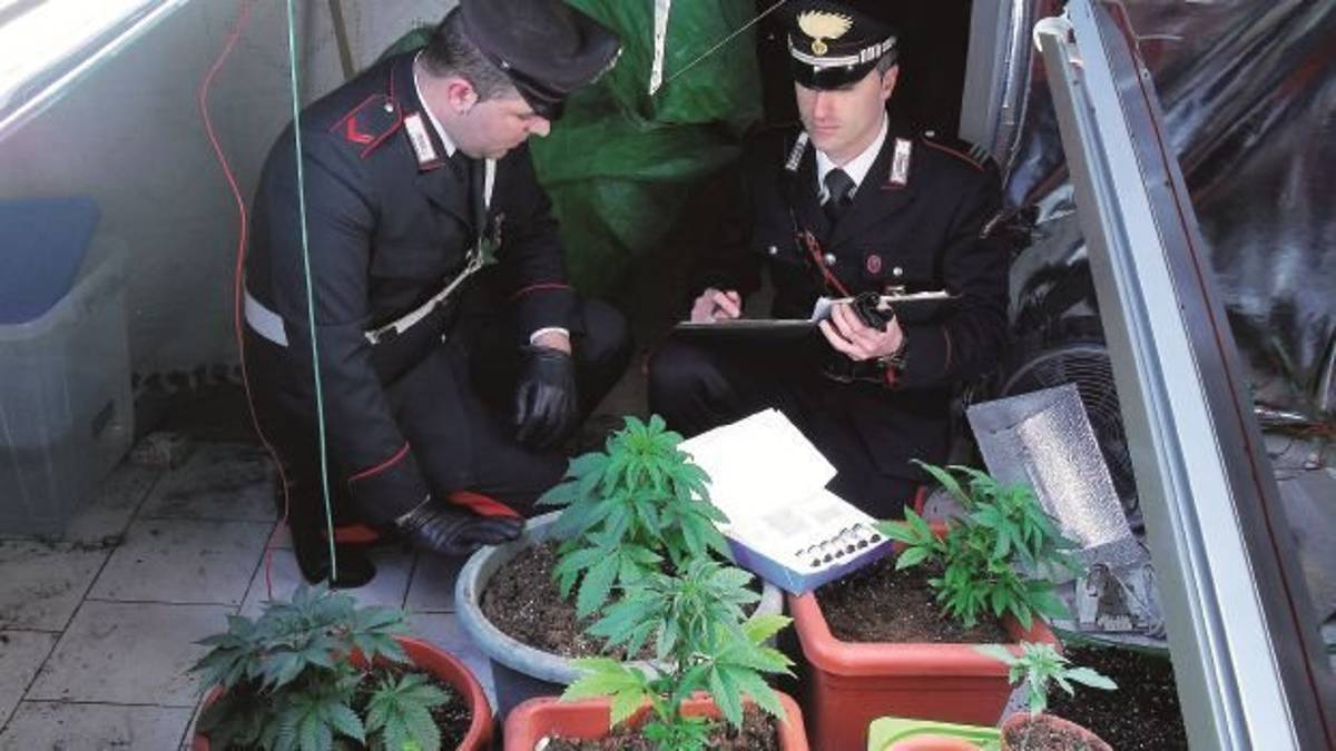 Coltivò la canapa contro le zanzare: «Ma la sola cura configura il reato»