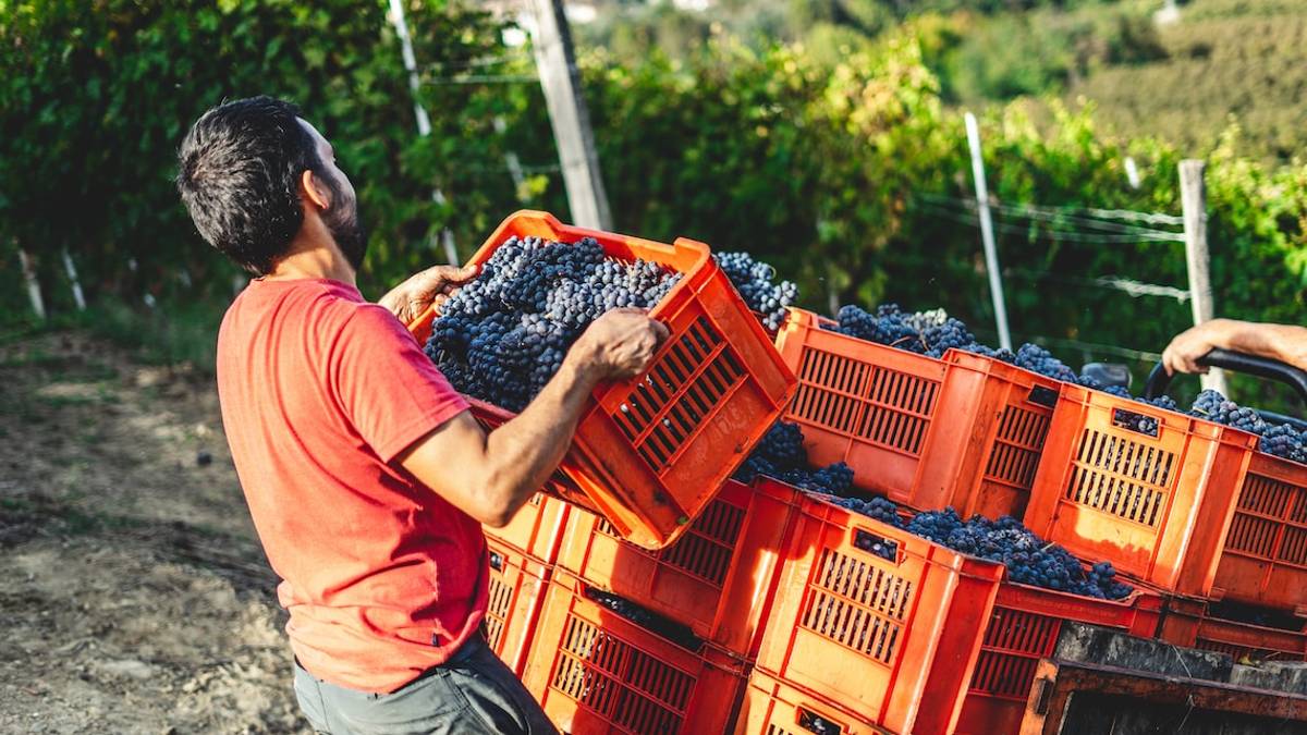 Avete perso il reddito di cittadinanza? Rimettetevi in gioco in campagna: appello di Confagricoltura Forlì-Cesena e Rimini