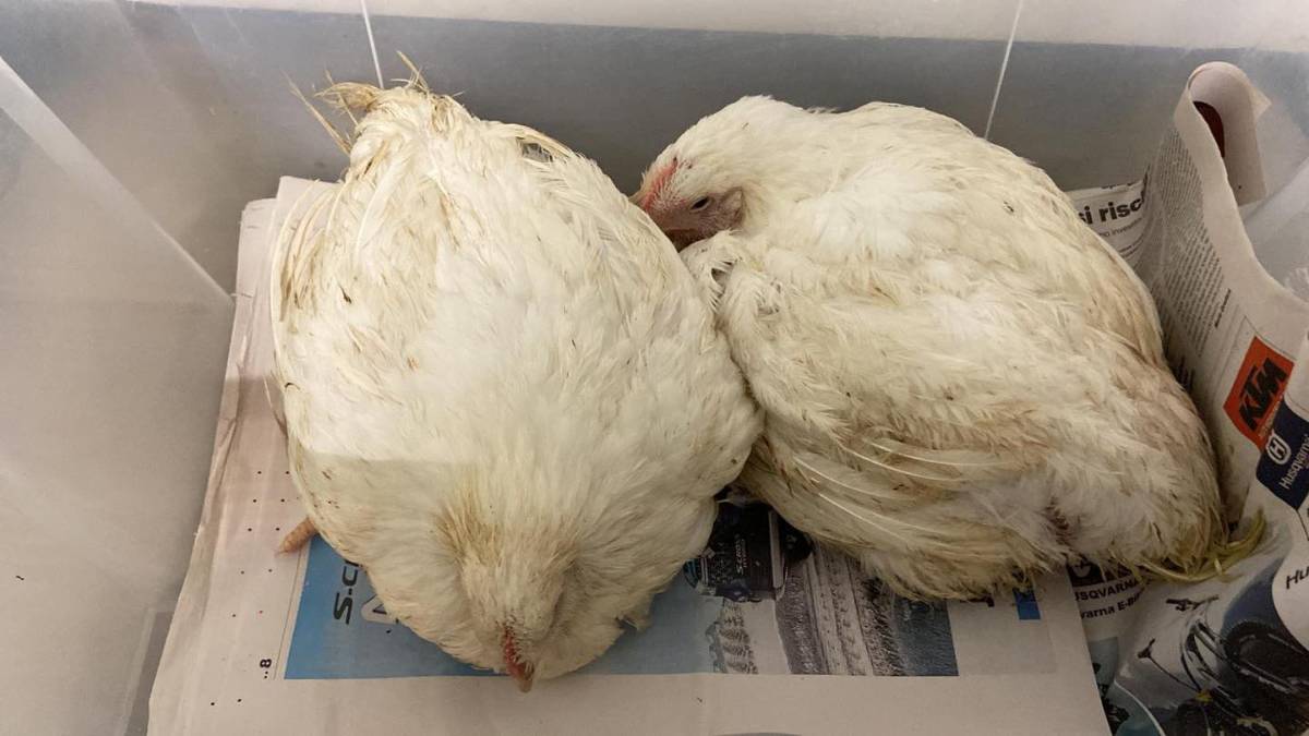 Per Natale adotta un pollo: l'idea regalo del Cras Rimini