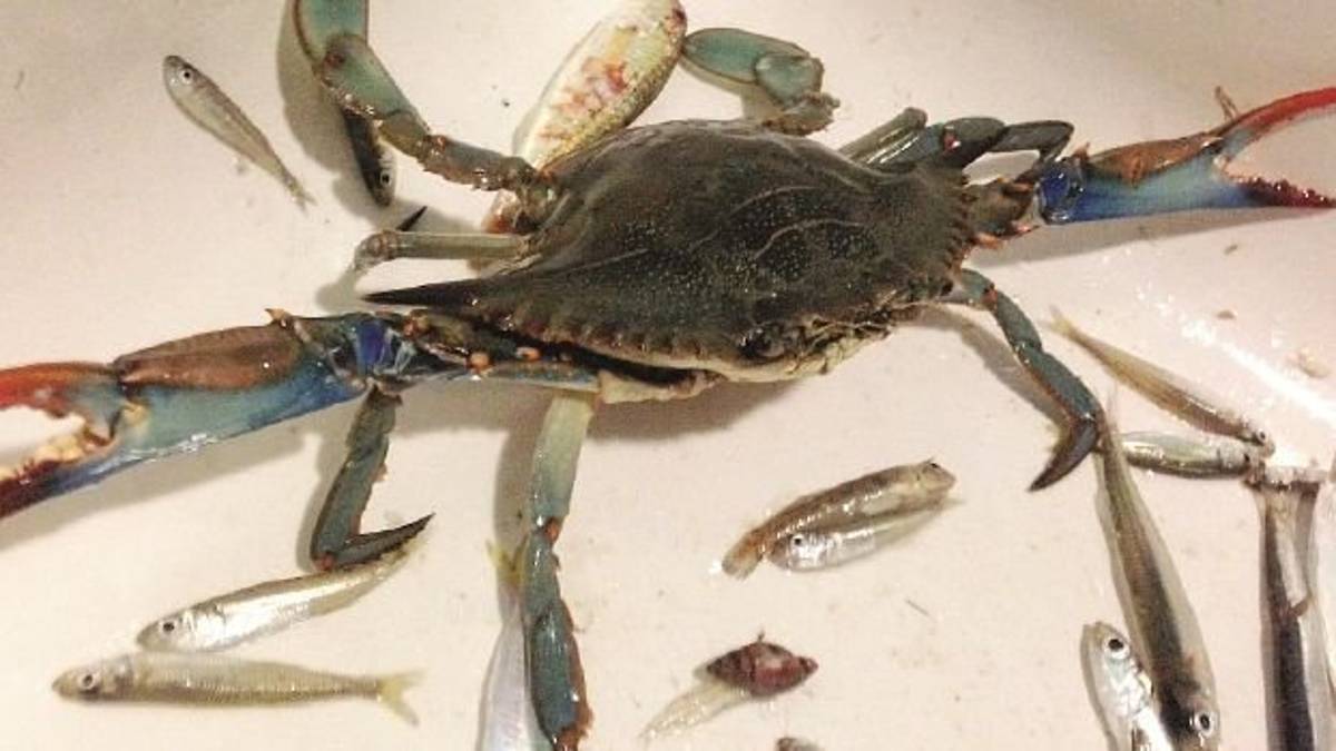 Cesenatico, un granchio “alieno” finisce dentro la rete del capanno da pesca