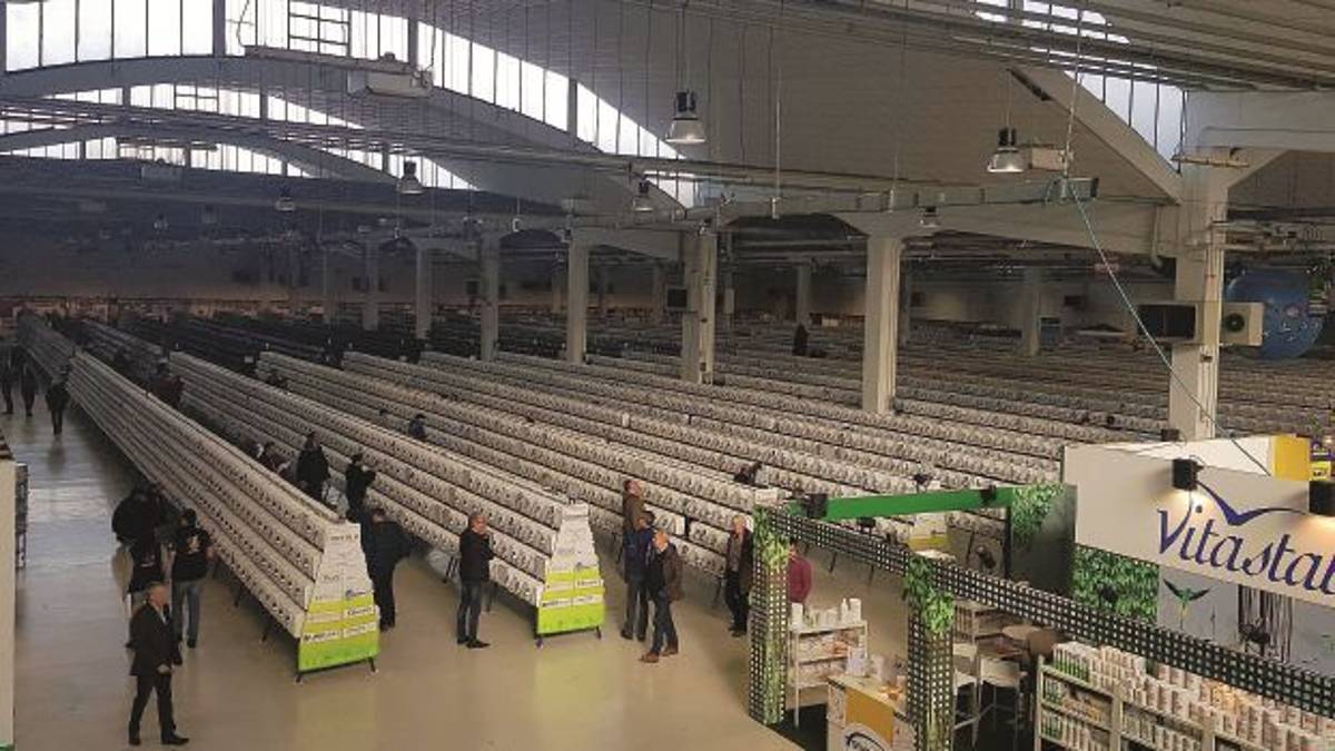 I mondiali di ornitologia in Tribunale. Scomparsi campioni di bellezza. Intrigo tra Cesena, Spagna e Portogallo