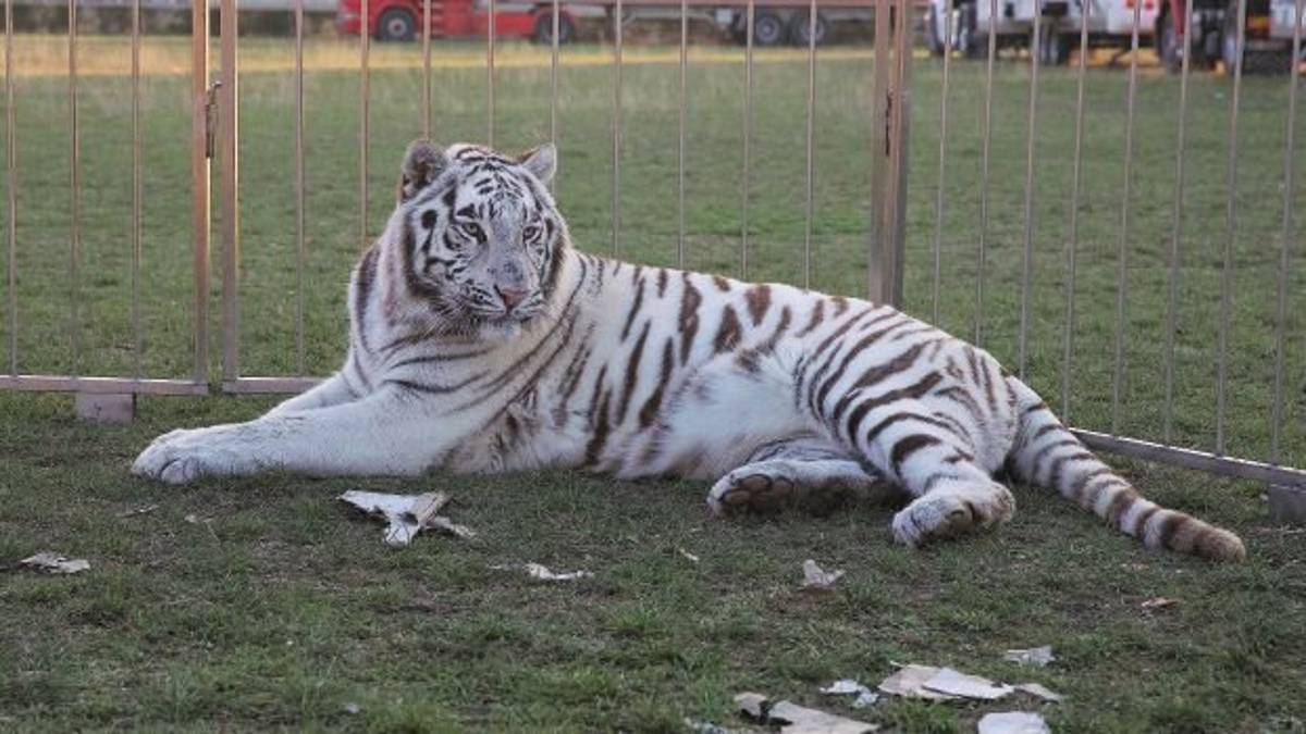 Circo: respinto il ricorso urgente presentato al Tar