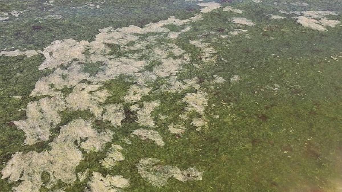 “Marea verde” sulla costa ravennate. Proliferano le alghe, bagnini preoccupati