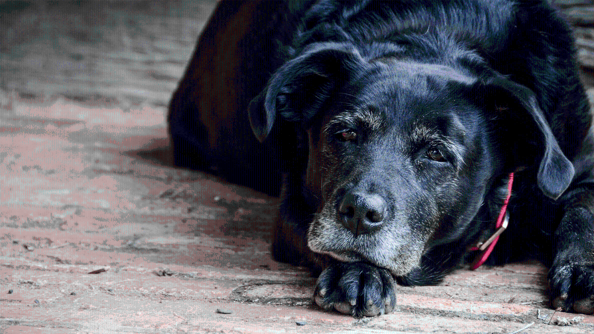 Forlì, un anno di cibo gratis per ogni cane anziano adottato