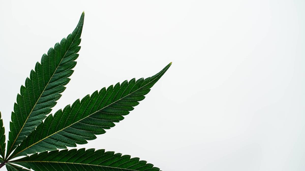 Marijuana coltivata in casa e venduta in barattoli: un arresto a Rimini / VIDEO