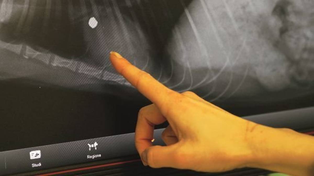 «Qualcuno spara ai gatti con la carabina in una zona abitata»
