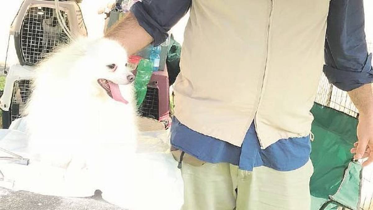 I cani volpini allevati a Predappio sul podio mondiale