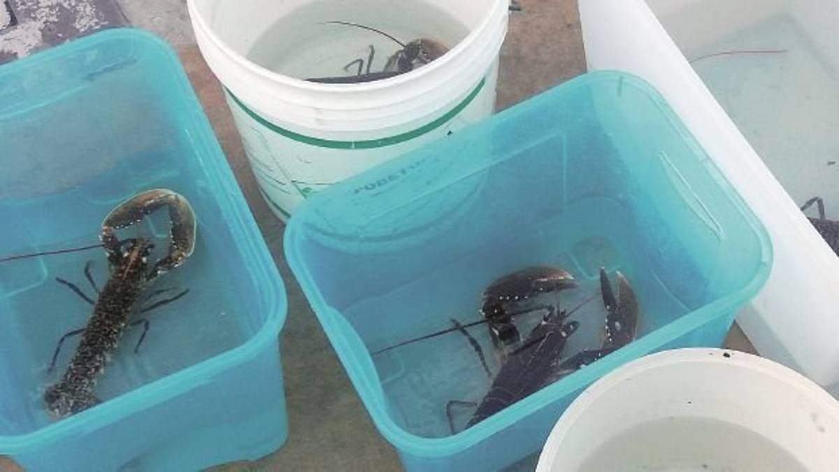 Nella “nursery” del mare baby-trigoni e astici