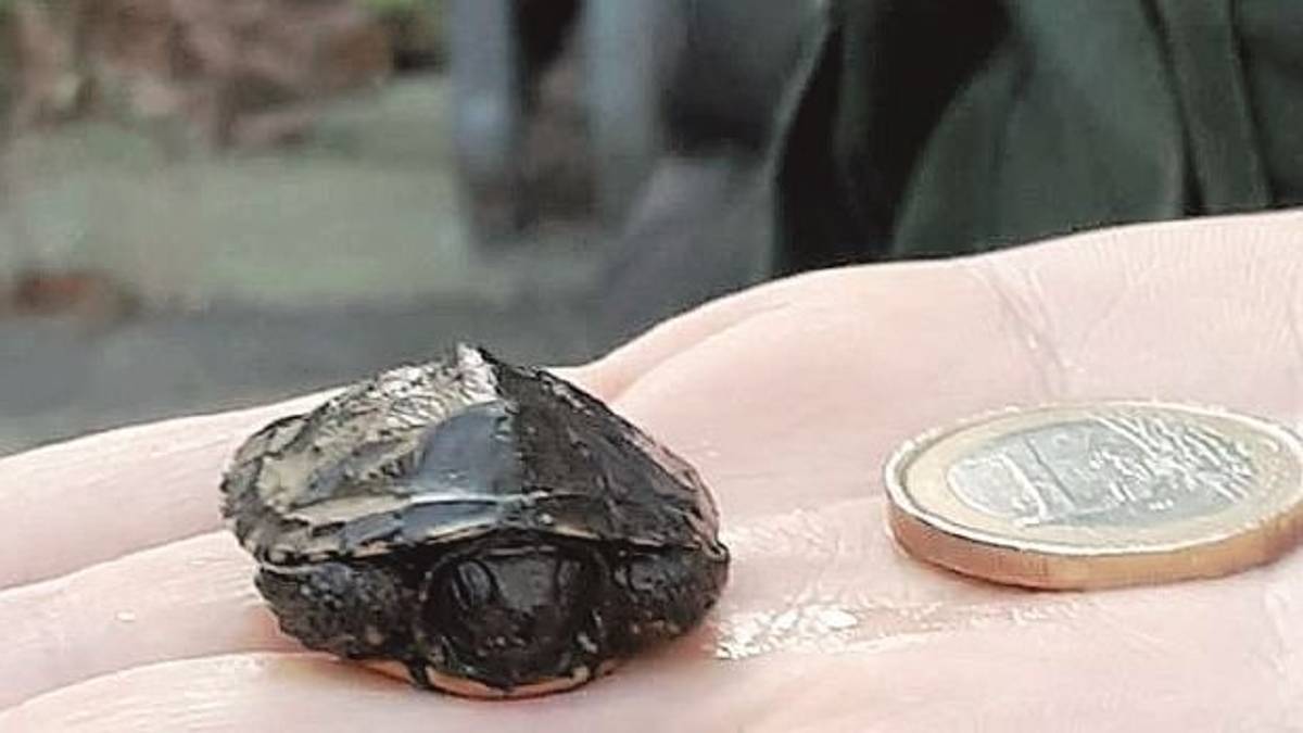 Faenza, al Parco Bucci salvata da morte certa una testuggine appena nata