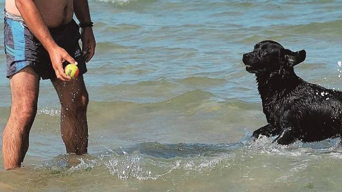 Ravenna, decine di ricorsi per le multe ai cani in spiaggia. Sanzionata la persona sbagliata