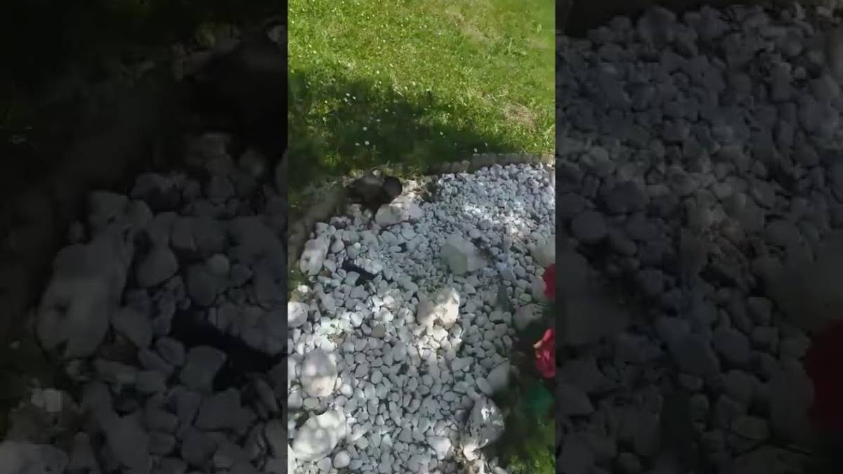 Cesena, vandali al parco: danneggiato il ricordo del 49enne assassinato VIDEO
