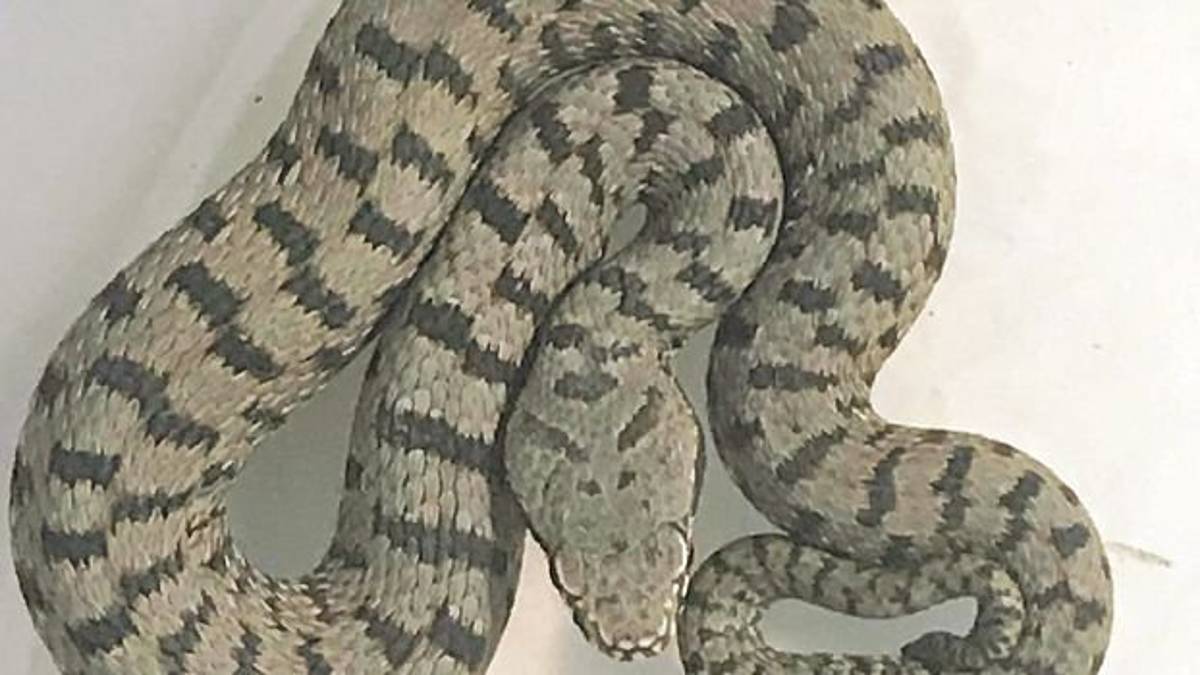 Morso da una vipera a Montiano: salvato dal figlio e dall'ospedale