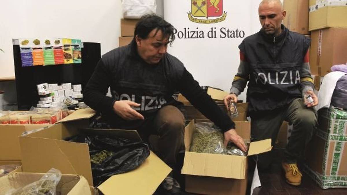 Sequestri di canapa light tra Cesena e Forlì, ricorso in Cassazione