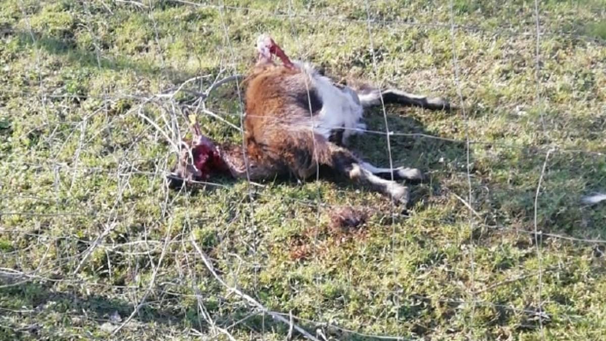 Lupi ancora in azione. A Montiano sbranate due capre