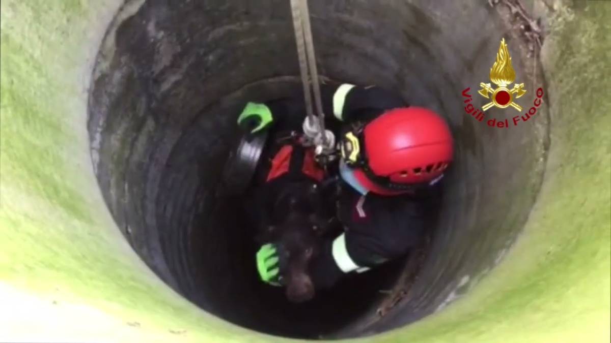 Meldola, cade in un pozzo di nove metri: cane salvato dai Vigili del Fuoco VIDEO
