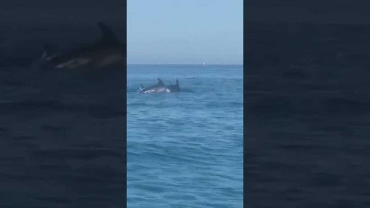 Cinque delfini nuotano al largo della spiaggia di Rimini VIDEO