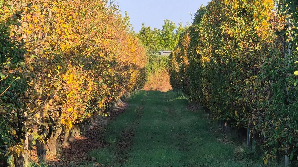 Cesena, l’allarme di Apofruit: “Siccità e caldo record bruciano i raccolti”