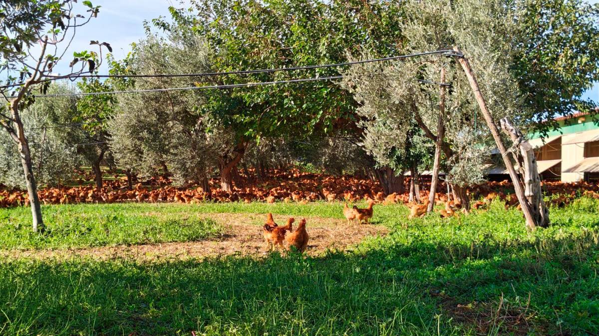Il pollo allevato all’aperto Campese compie 25 anni: l’intuizione di Francesco Amadori diventata un’eccellenza gourmet