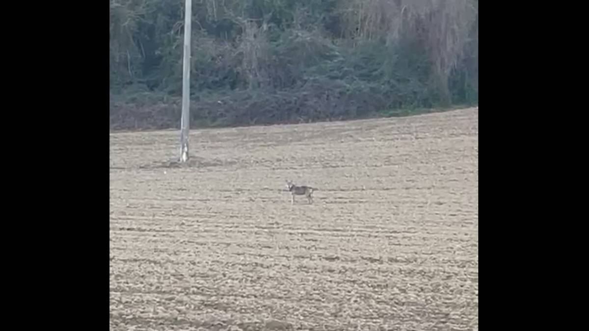 Cesena: lupo filmato mentre attraversa la strada vicino alla centrale idroelettrica di via Roversano VIDEO