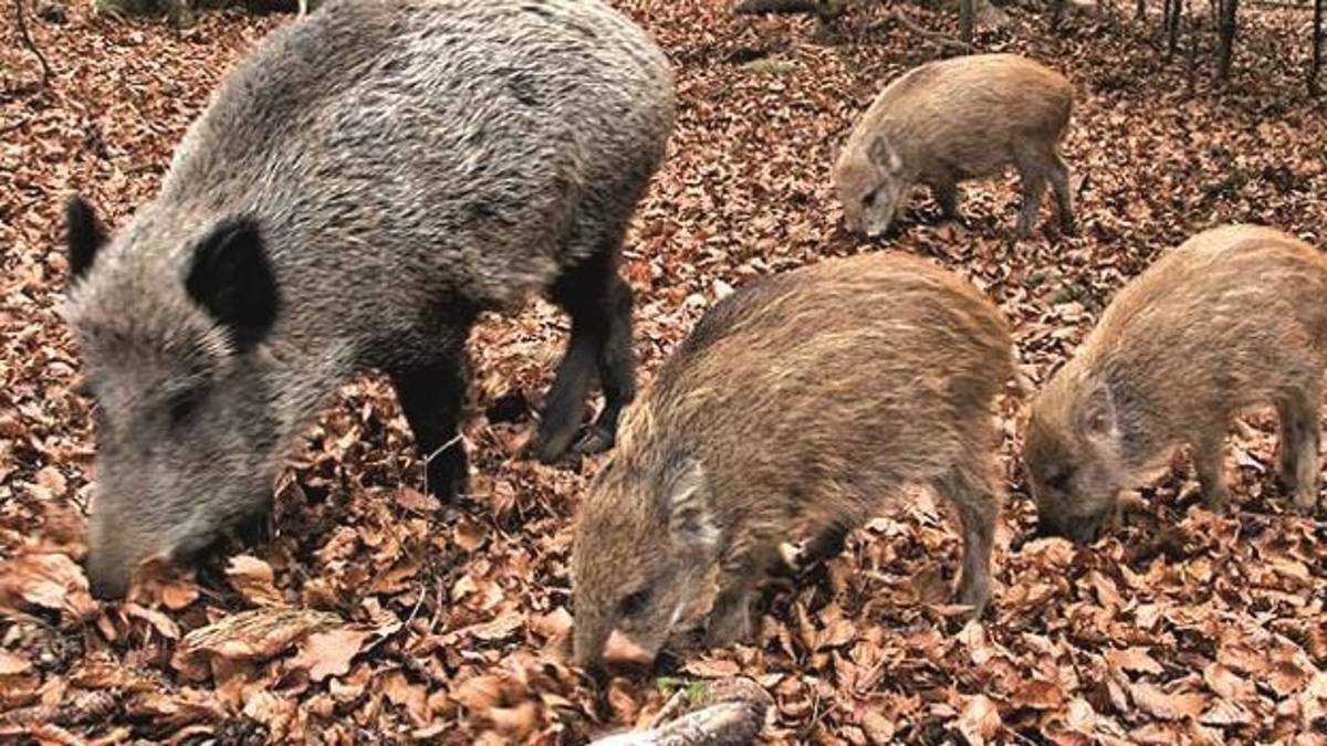 A Riolo Terme sequestrati 21 cinghiali allevati. Ma sono maiali tailandesi