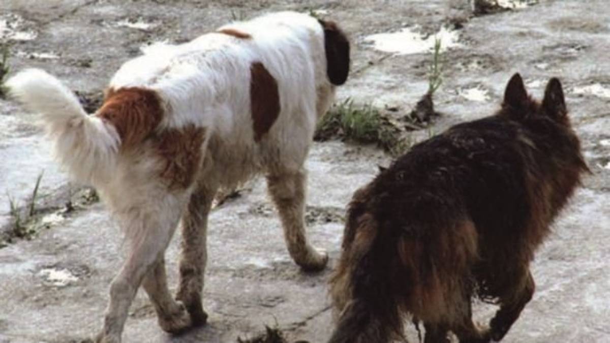 Allevamento “lager” a Solarolo, a giudizio anche 4 veterinari dell'Ausl