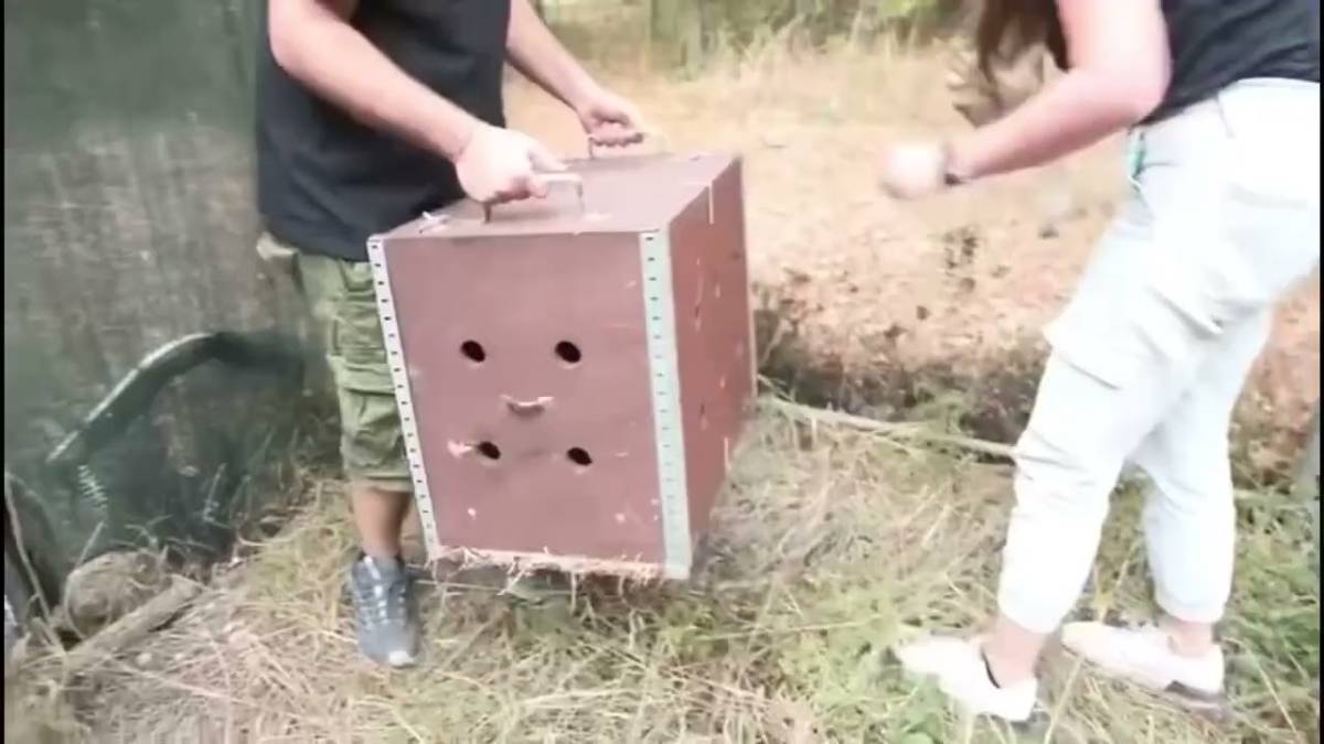 Rimini, curato e farcito a bignè: giovane astore in libertà grazie al Cras