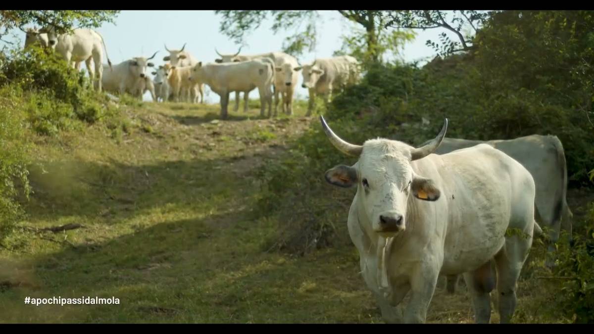 Imola, video-pillole per promuovere i Comuni del Nuovo Circondario