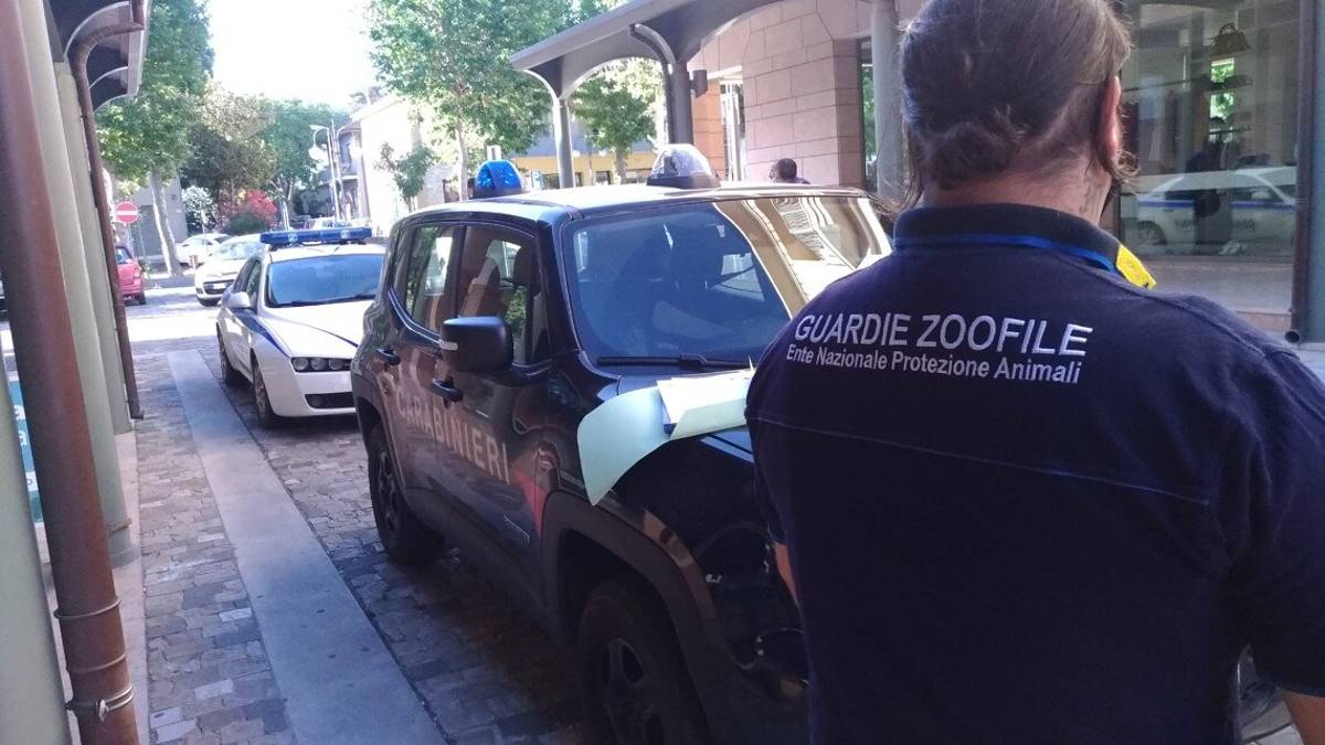 Verucchio. Teneva un grosso cane sempre chiuso in garage: sequestrato