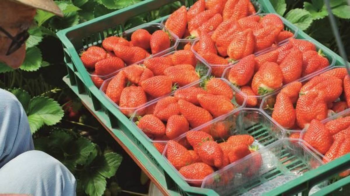 Torna a Cesena il simposio mondiale della fragola