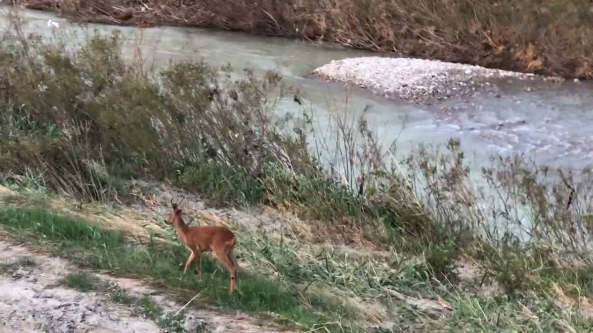 Cesena, dopo l'alluvione si rivede il capriolo lungo il fiume VIDEO