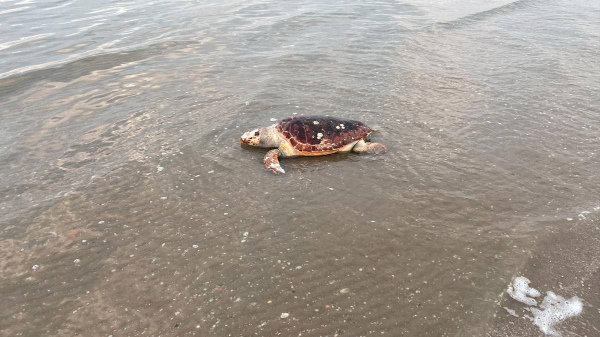La tartaruga trovata morta a riva