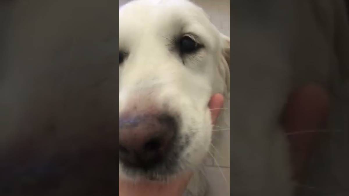 Rimini. Fuggono dalla guerra e salvano la cagna Lola VIDEO
