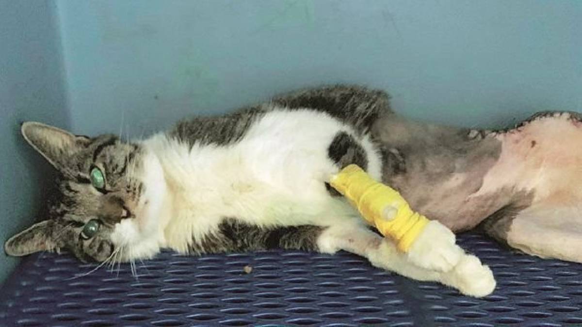Sparano a un gatto col fucile ad Alfonsine, al micio amputata una zampa. Altri casi a Marina Romea