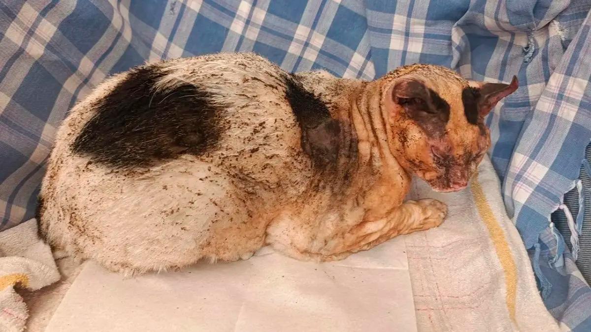 Faenza, fuoco al gatto cosparso di vodka: l’associazione animali sporge denuncia
