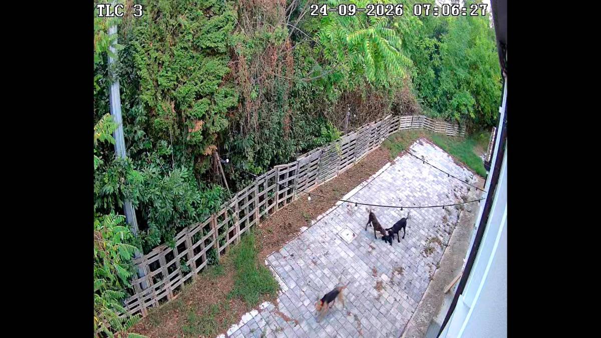 Cesena, i cani del cacciatore entrano nel garage e sbranano un gattino VIDEO