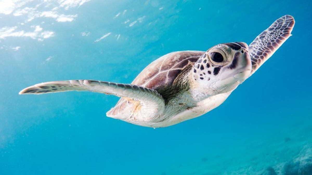 Cervia, tartaruga di 50 chili affidata a Cestha