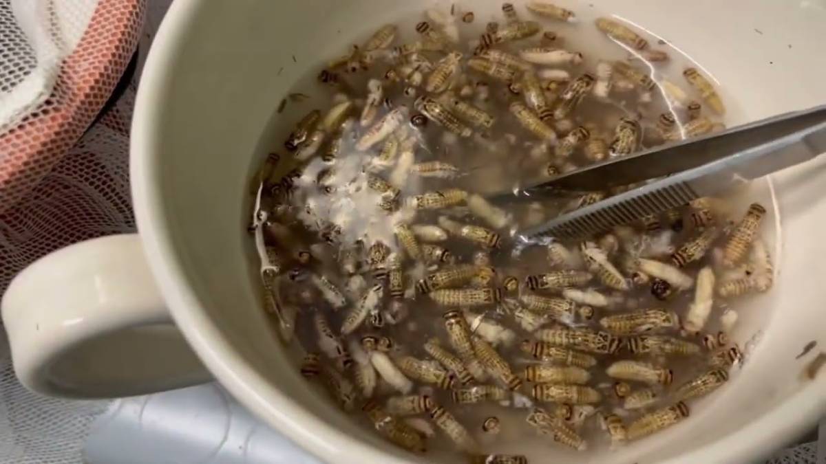Chi ci aiuta a dare da mangiare ai nostri piccolini? Il Cras Rimini chiama gli amanti degli animali VIDEO