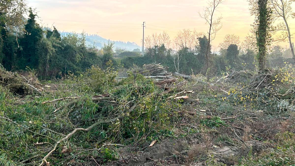 Protesta del Wwf provinciale: “A Cesena si sta tagliando indiscriminatamente un bosco lungo il fiume”