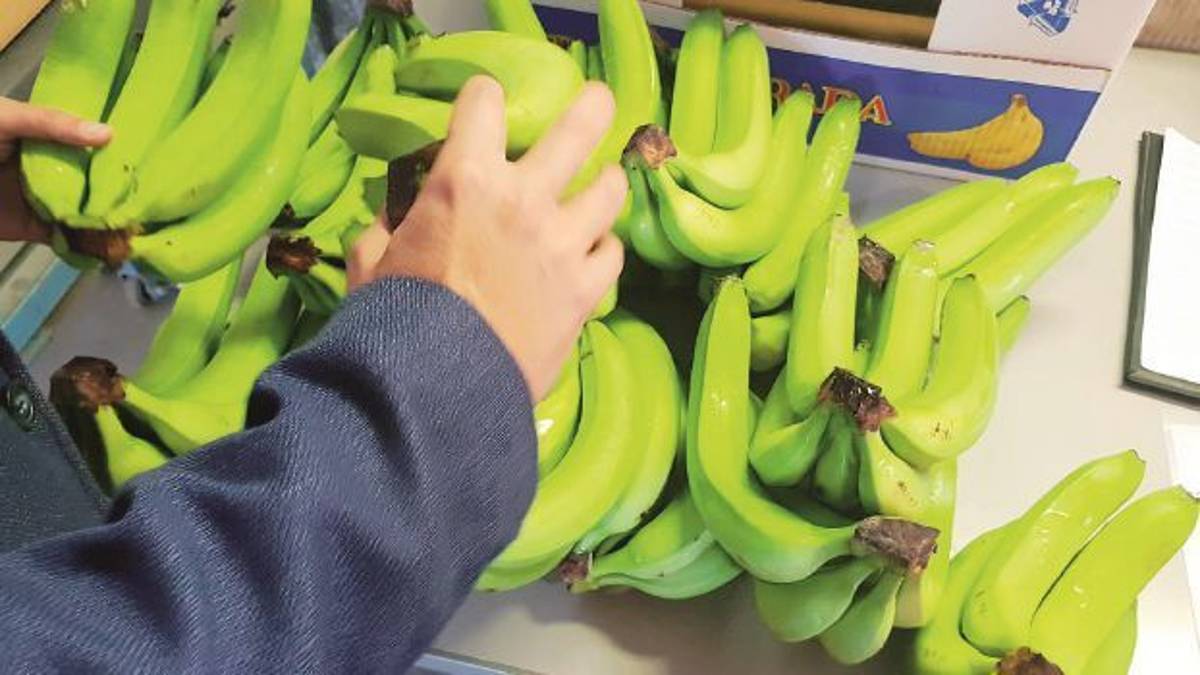 Al porto di Ravenna arrivano di nuovo i carichi di banane