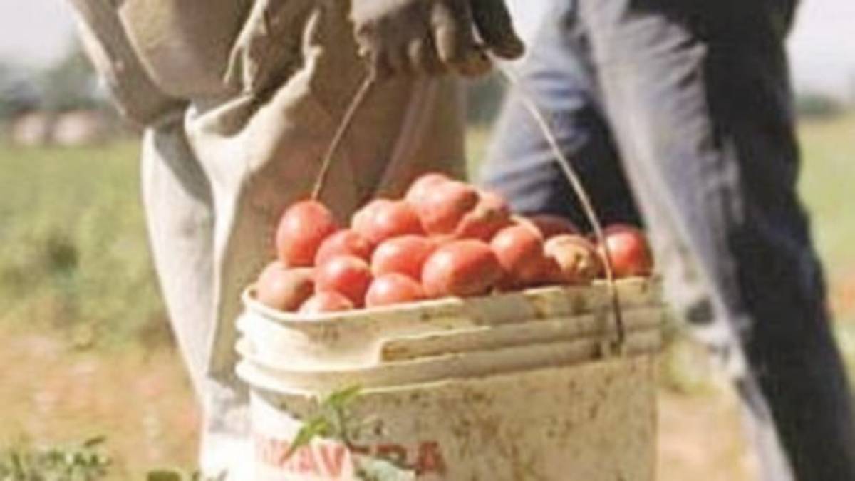 «Per il caporalato in Romagna il terreno è ancora fertile»