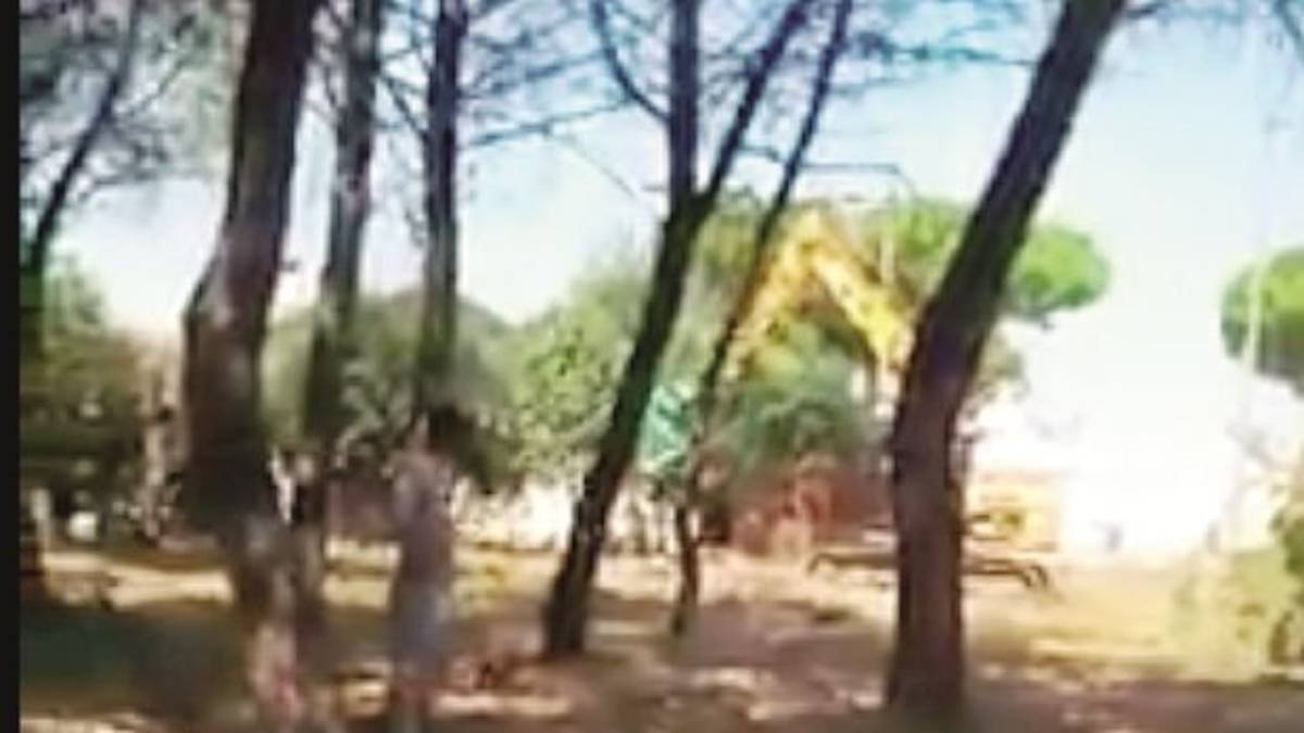 Preso a sassate a Savio durante il taglio dei pini, la vicenda prende le vie legali