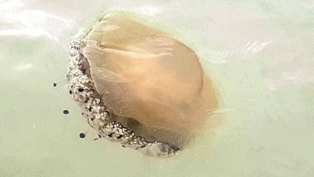 Meduse giganti in mare a Cattolica, paura tra i bagnanti. I bagnini: nessun pericolo