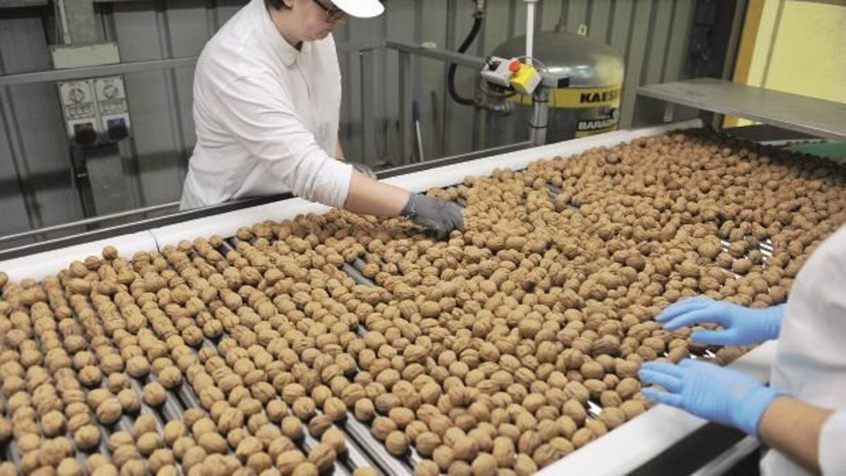 Nel Forlivese la coltivazione delle noci è in versione hi-tech