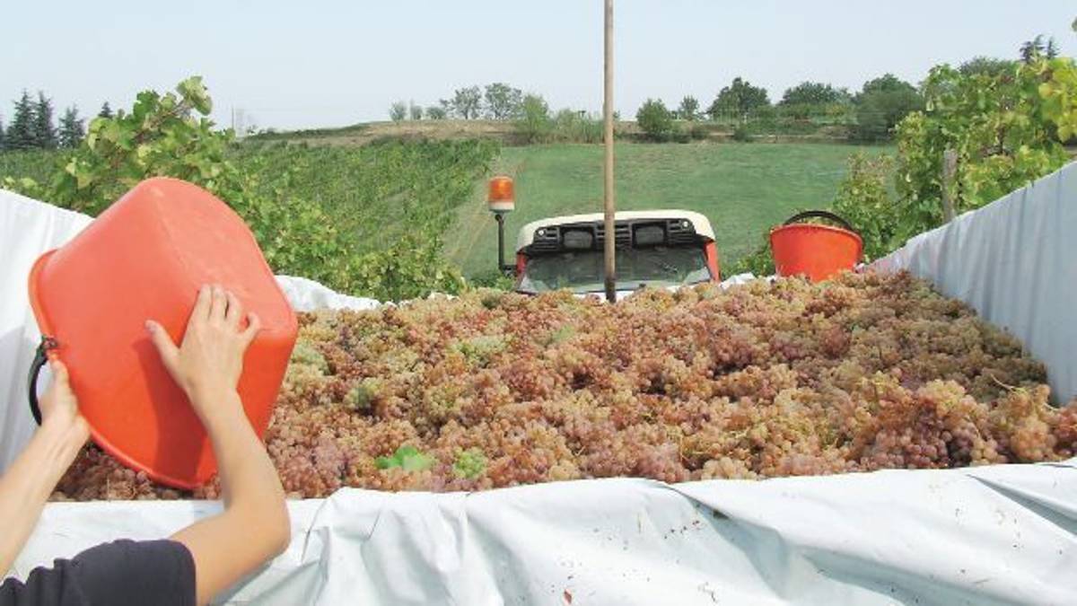 Dopo anni di silenzio il vino di Romagna vola all’estero