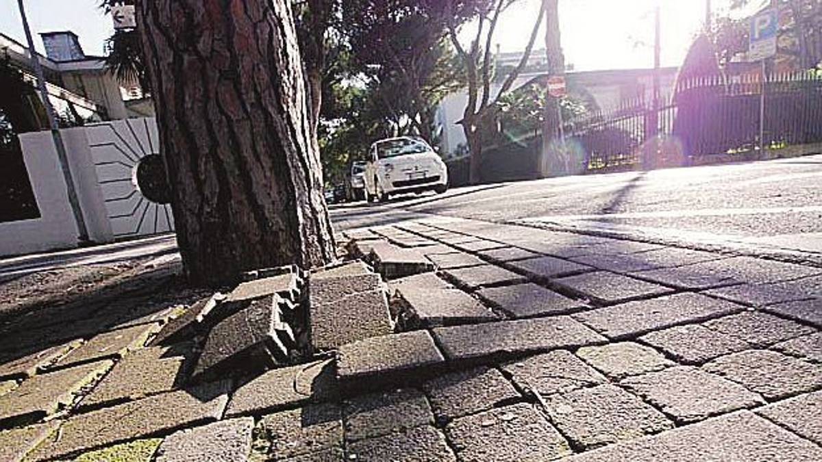 Cade dalla bici per colpa di un ramo: ciclista chiede i danni al Comune