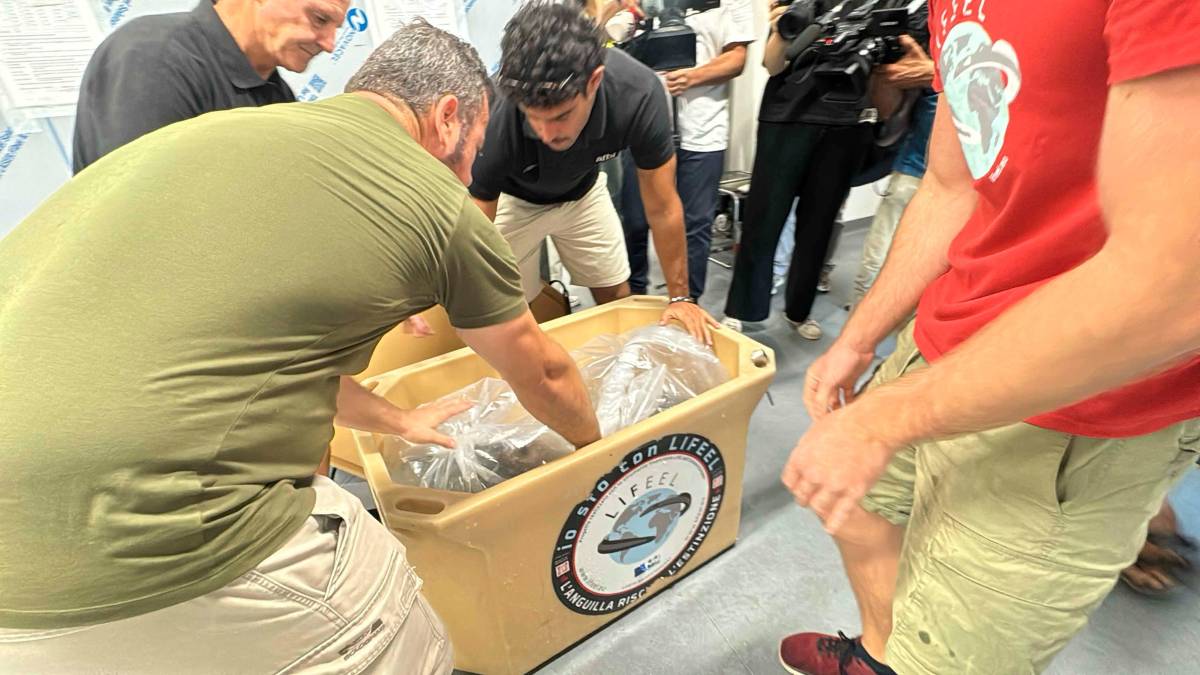 Cesenatico, scatta il progetto “Octo-Blu”: la Regione e l’Ateneo schierano il polpo contro il granchio alieno VIDEO e FOTOGALLERY