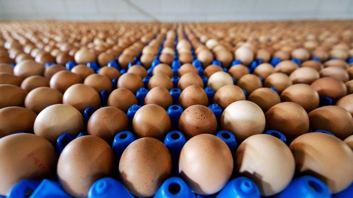 Ravenna, larve di mosca e muffa nelle uova: maxi sequestro dei carabinieri