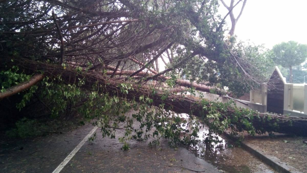 Forte temporale in Romagna con vento e grandine. Diversi alberi caduti a Milano Marittima GALLERY